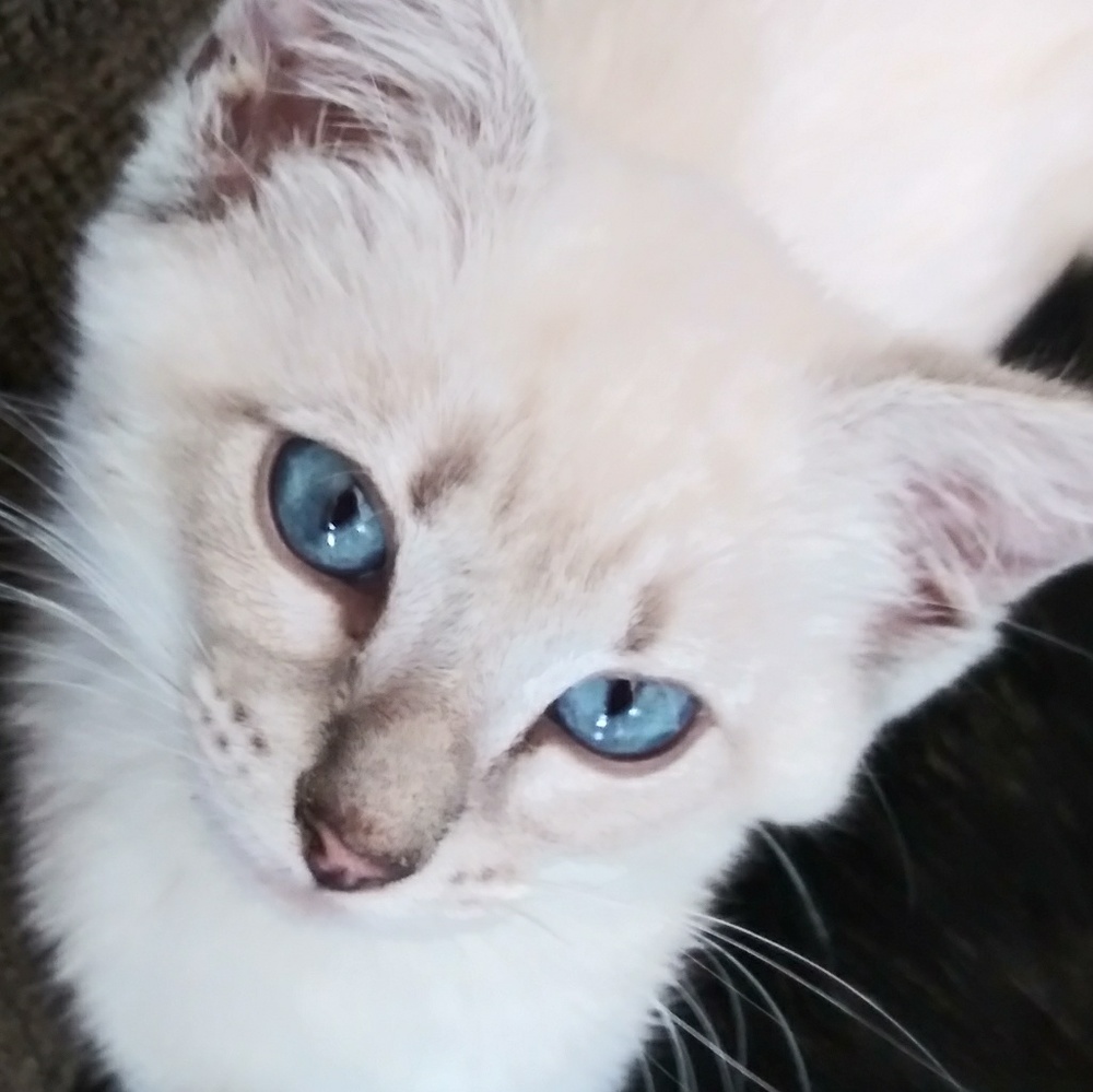 Meet your Posher, Sheila